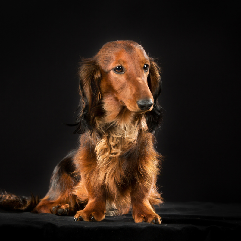 Dachshund langhåret- hunderase profilbilde hobbyhund rasedatabase