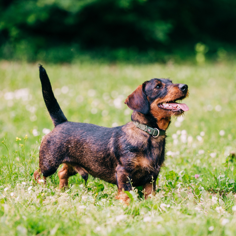 Dachshund Strihåret-hunderase profilbilde hobbyhund rasedatabase