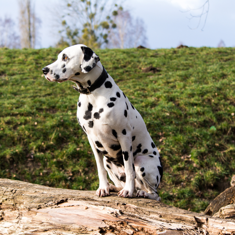 Dalmatiner-hunderase profilbilde hobbyhund rasedatabase