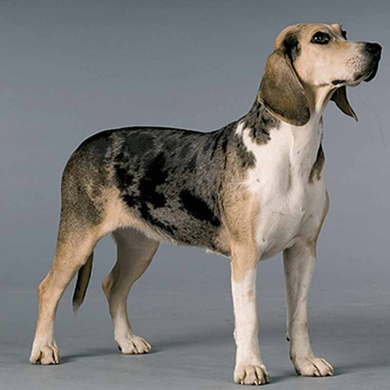 Dunker- hunderase profilbilde hobbyhund rasedatabase