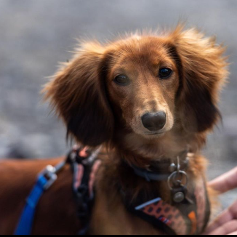 Dvergdachshund korthåret- hunderase profilbilde hobbyhund rasedatabase