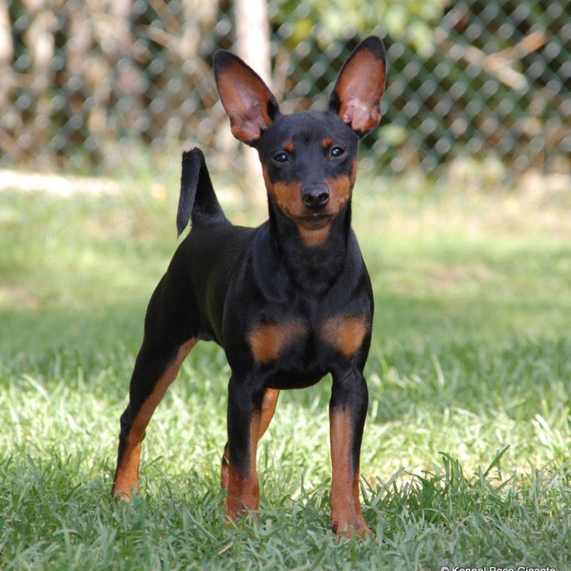 Dvergpinscher-hunderase profilbilde hobbyhund rasedatabase