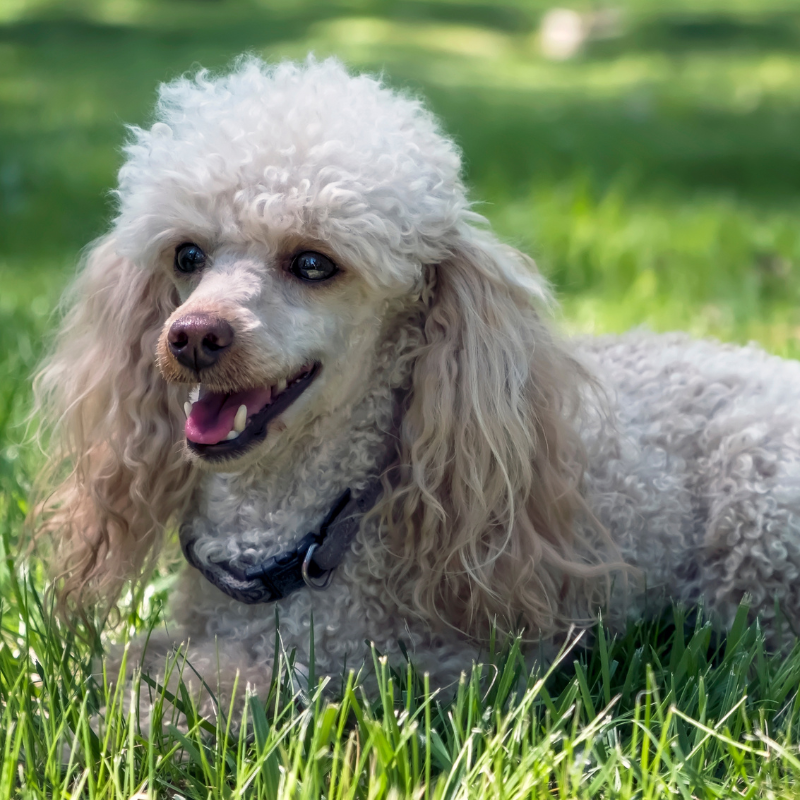 Dvergpuddel- hunderase profilbilde hobbyhund rasedatabase