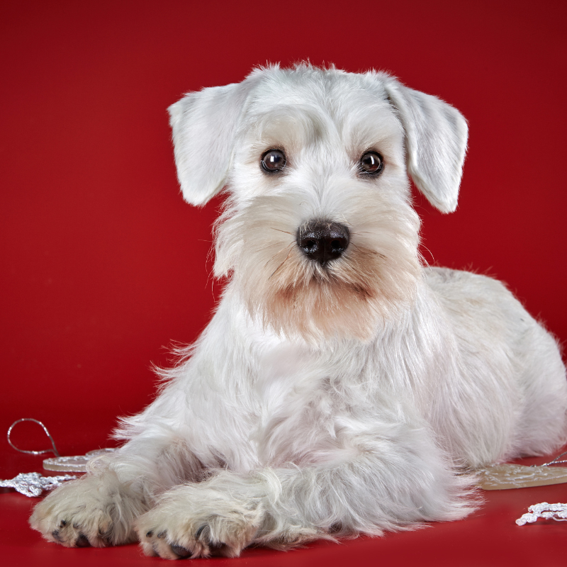 Dvergschnauzer hvit -hunderase profilbilde hobbyhund rasedatabase