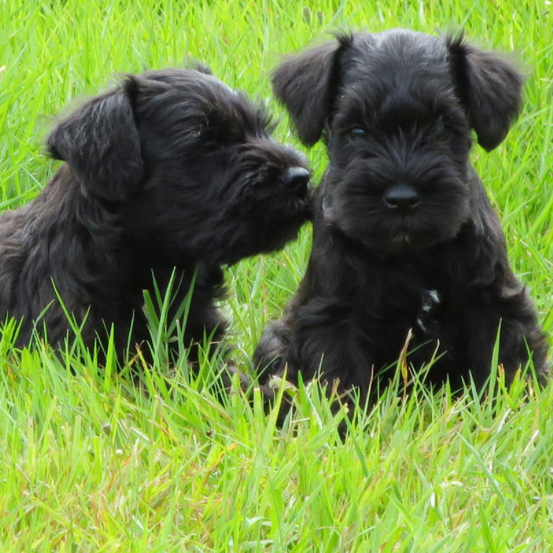 Dvergschnauzer sort- hunderase profilbilde hobbyhund rasedatabase