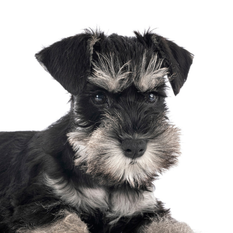 dvergschnauzer sortsilver-hunderase profilbilde hobbyhund rasedatabase