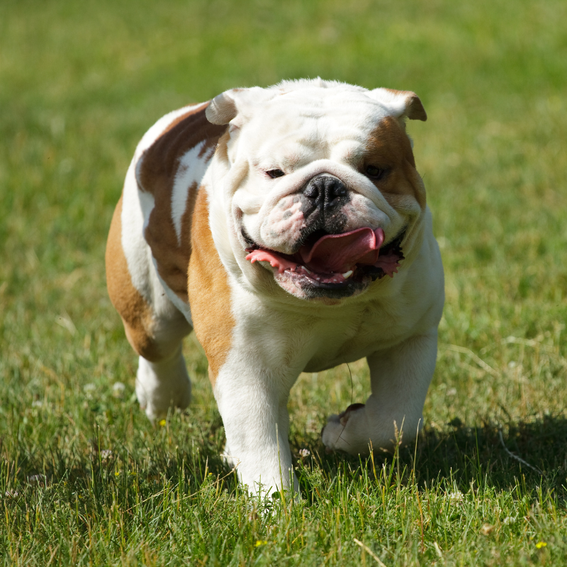 engelsk bulldog-hunderase profilbilde hobbyhund rasedatabase