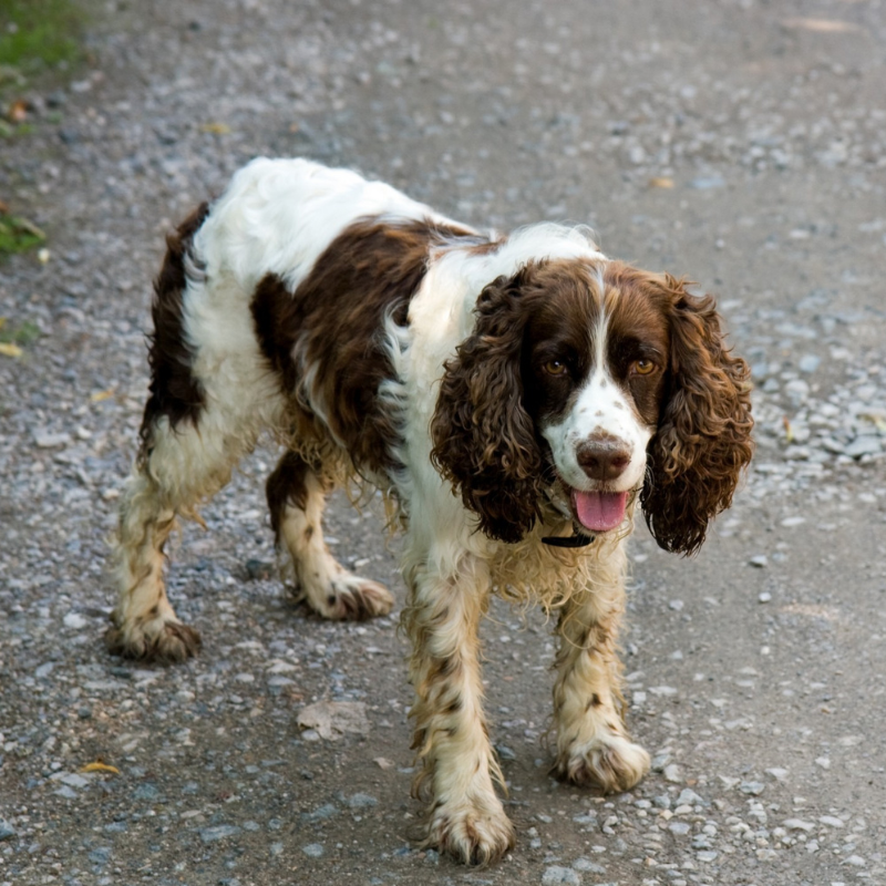 Engelsk Springer Spaniel- hunderase profilbilde hobbyhund rasedatabase