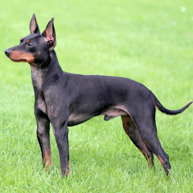 Engelsk toy terrier-hunderase profilbilde hobbyhund rasedatabase