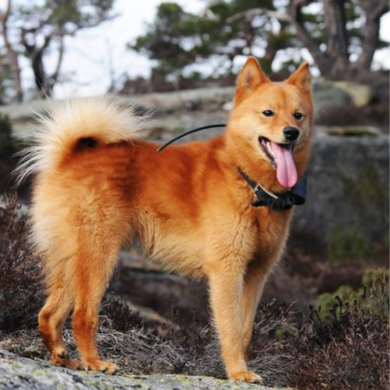 Finsk Spets- hunderase profilbilde hobbyhund rasedatabase