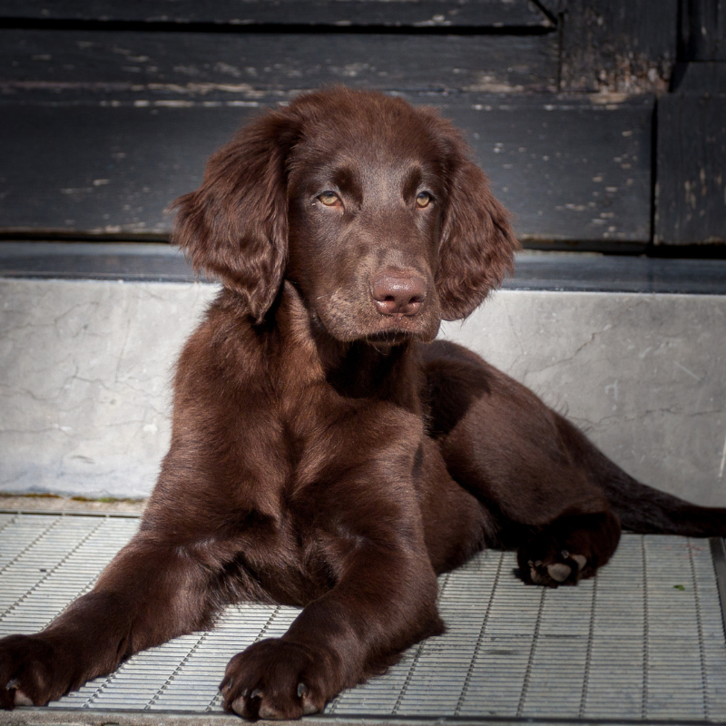 flat coated retriever hunderase profilbilde hobbyhund rasedatabase