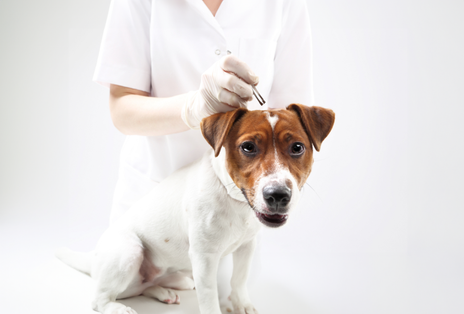 bilde av veterinær som fjerner flått fra hund med pinsett