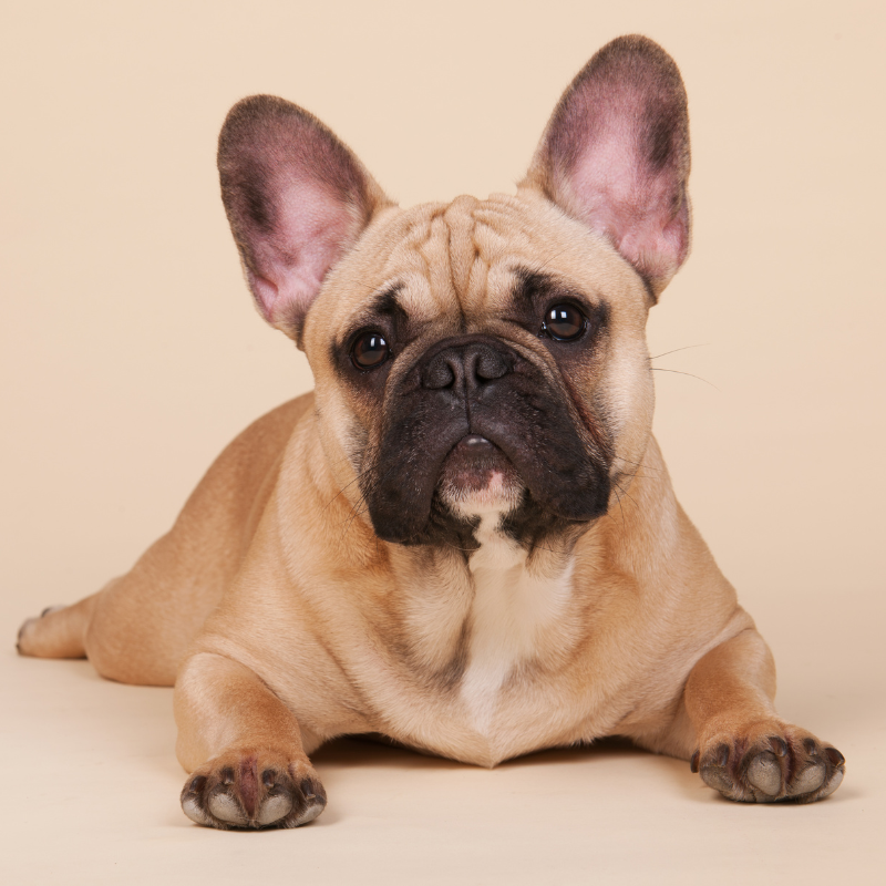 Fransk Bulldog hunderase profilbilde hobbyhund rasedatabase