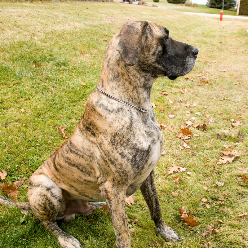 Grand danois-hunderase profilbilde hobbyhund rasedatabase