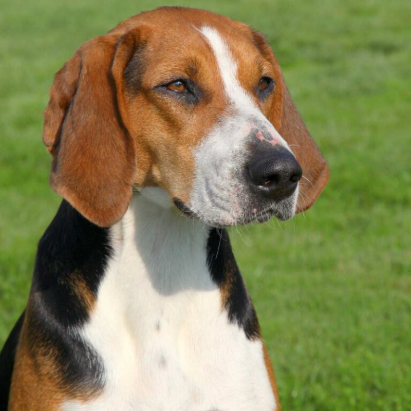 Hamiltonstøver-hunderase profilbilde hobbyhund rasedatabase