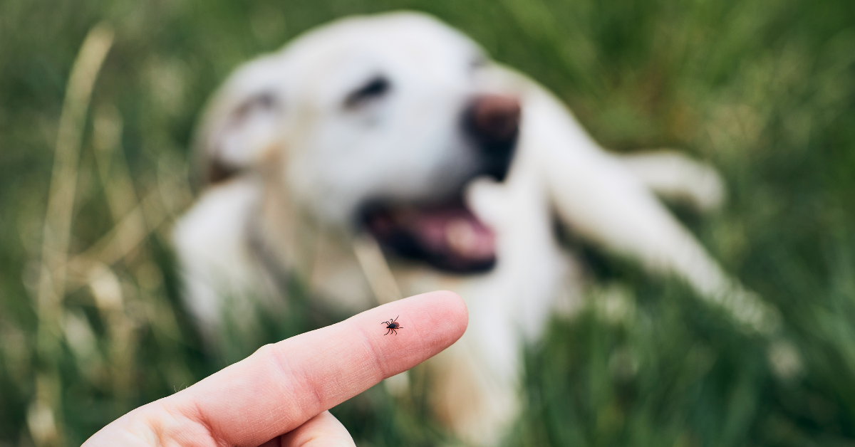 flått på finger med hund i bakgrunn utendørs i grønt gress