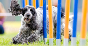 hund som trener agility på en agility løype