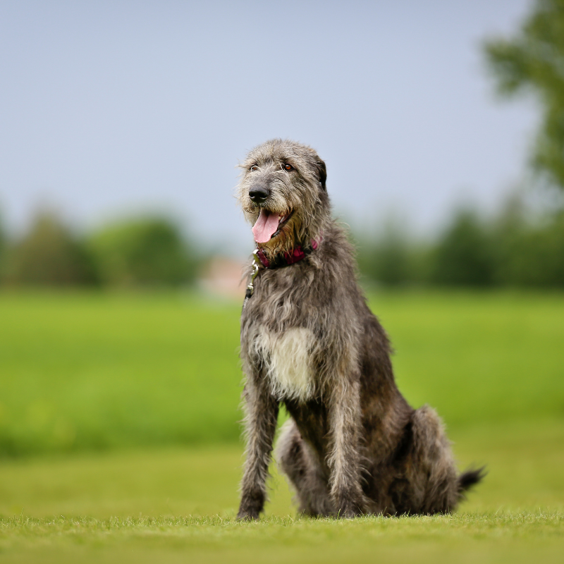 Irsk Ulvehund -hunderase profilbilde hobbyhund rasedatabase