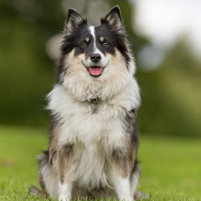 islandsk fårehund - hunderase profilbilde hobbyhund rasedatabase