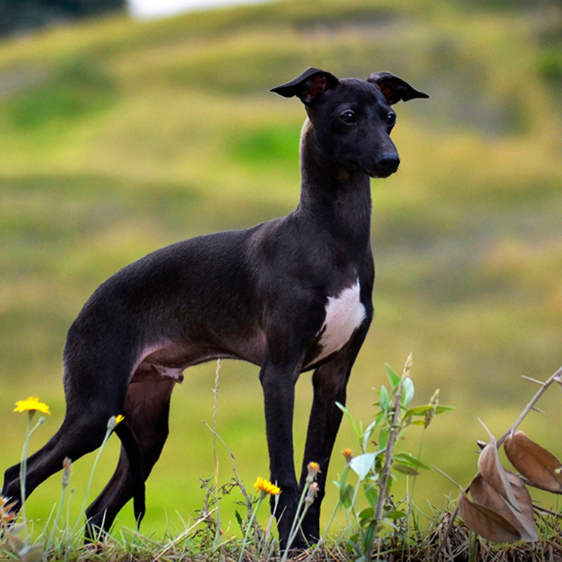 Italiensk mynde-hunderase profilbilde hobbyhund rasedatabase
