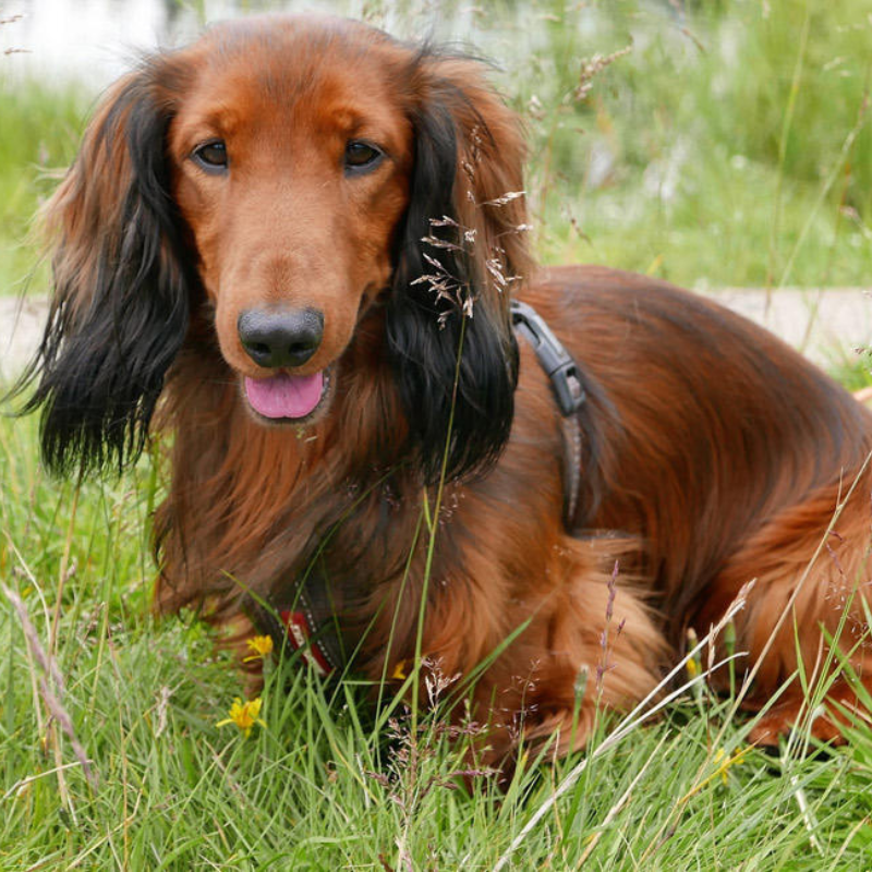 Kanin dachshund langhåret- hunderase profilbilde hobbyhund rasedatabase