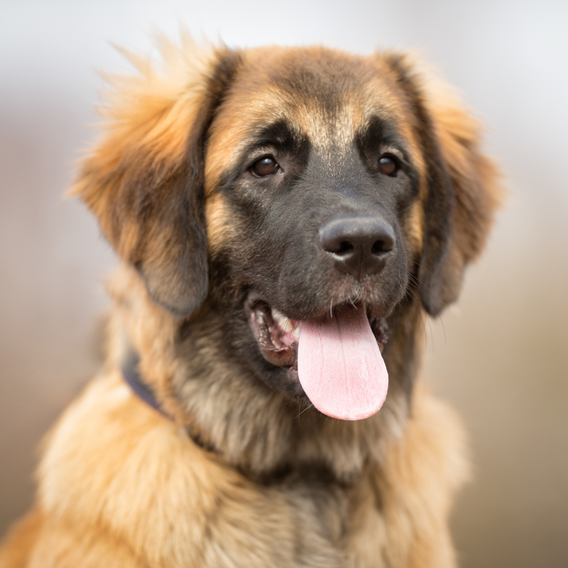 Leonberger-hunderase profilbilde hobbyhund rasedatabase