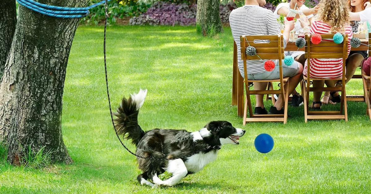 løpestreng festet på hund mens den leker i en hage samtidig som familien har hageselskap