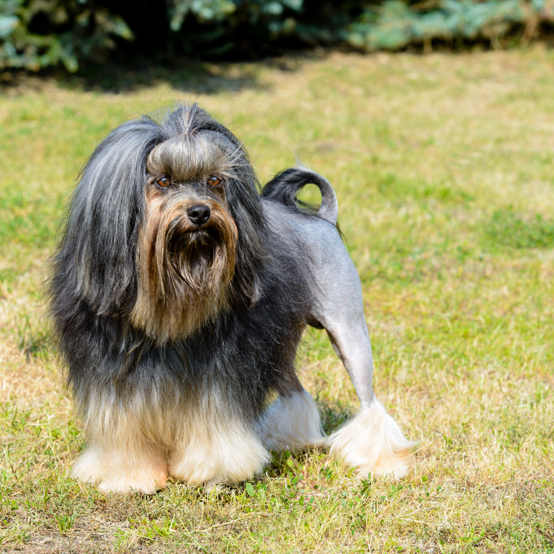 Løwchen-hunderase profilbilde hobbyhund rasedatabase