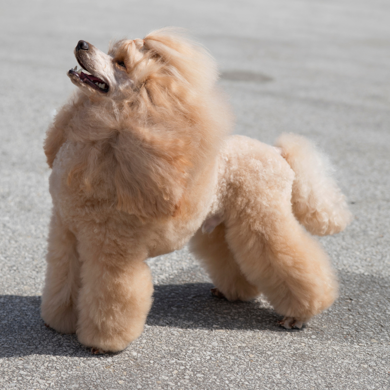 Mellompuddel- hunderase profilbilde hobbyhund rasedatabase