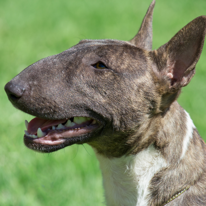 Miniature bull terrier- hunderase profilbilde hobbyhund rasedatabase