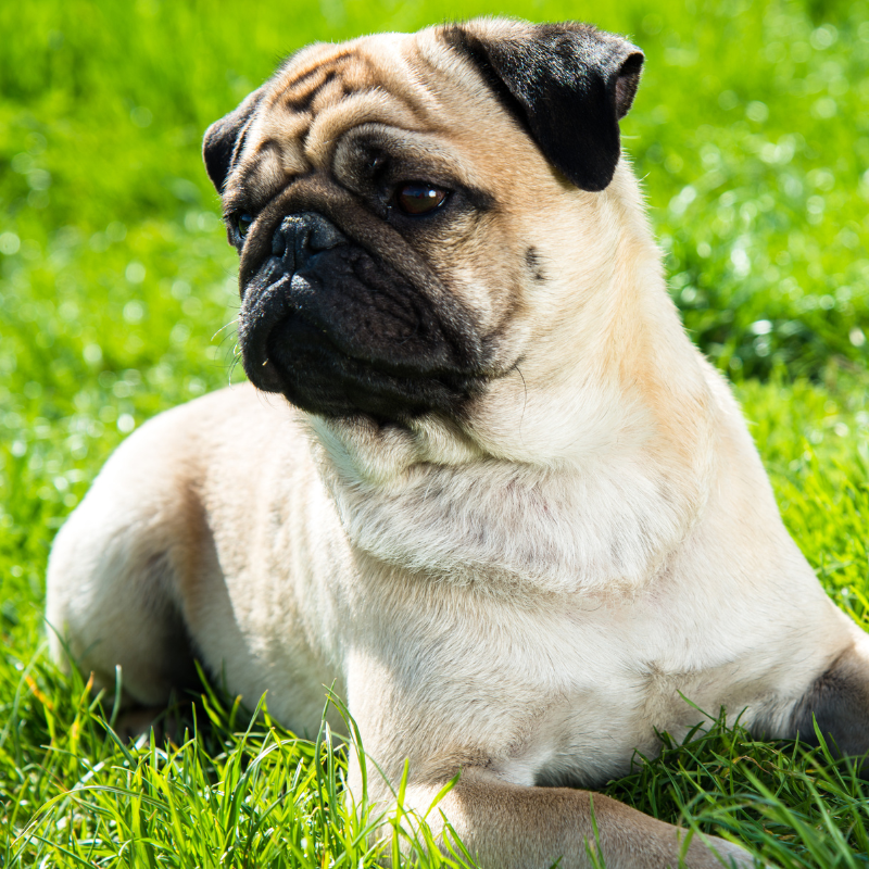 Mops- hunderase profilbilde hobbyhund rasedatabase