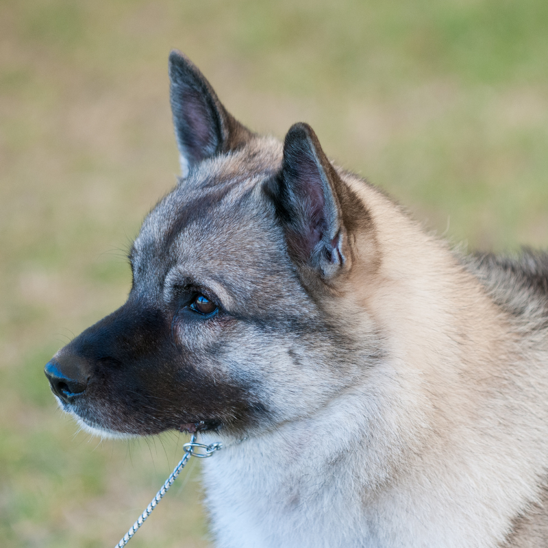 norsk elghund grå hunderase profilbilde hobbyhund rasedatabase