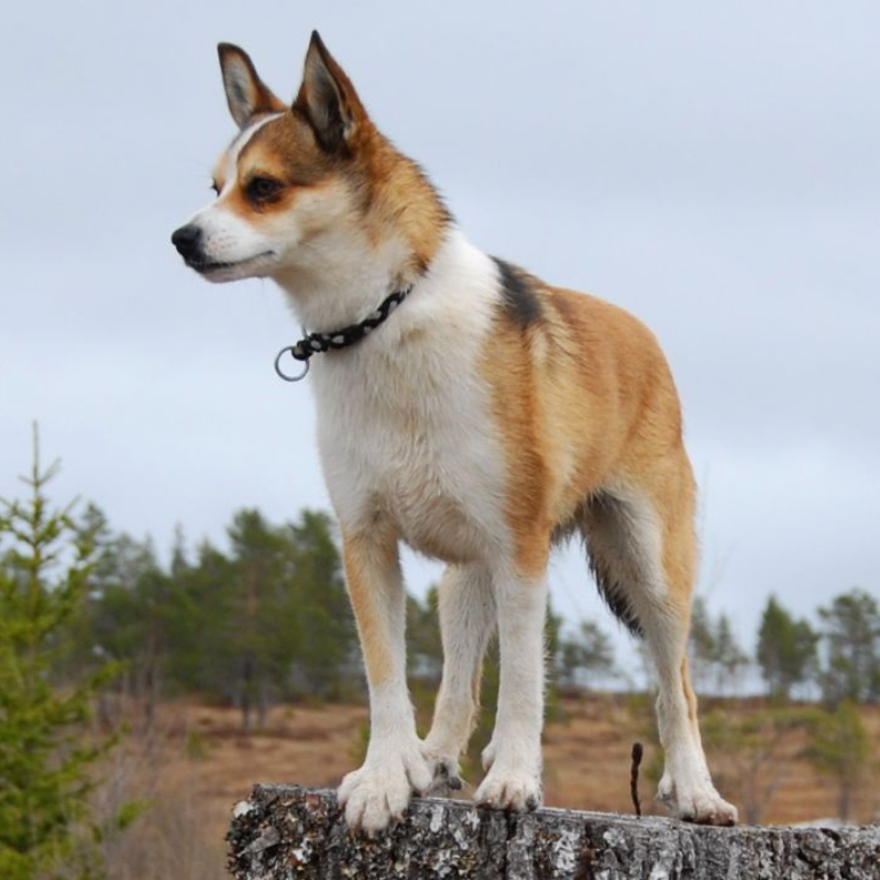 Norsk Lundehund-hunderase profilbilde hobbyhund rasedatabase