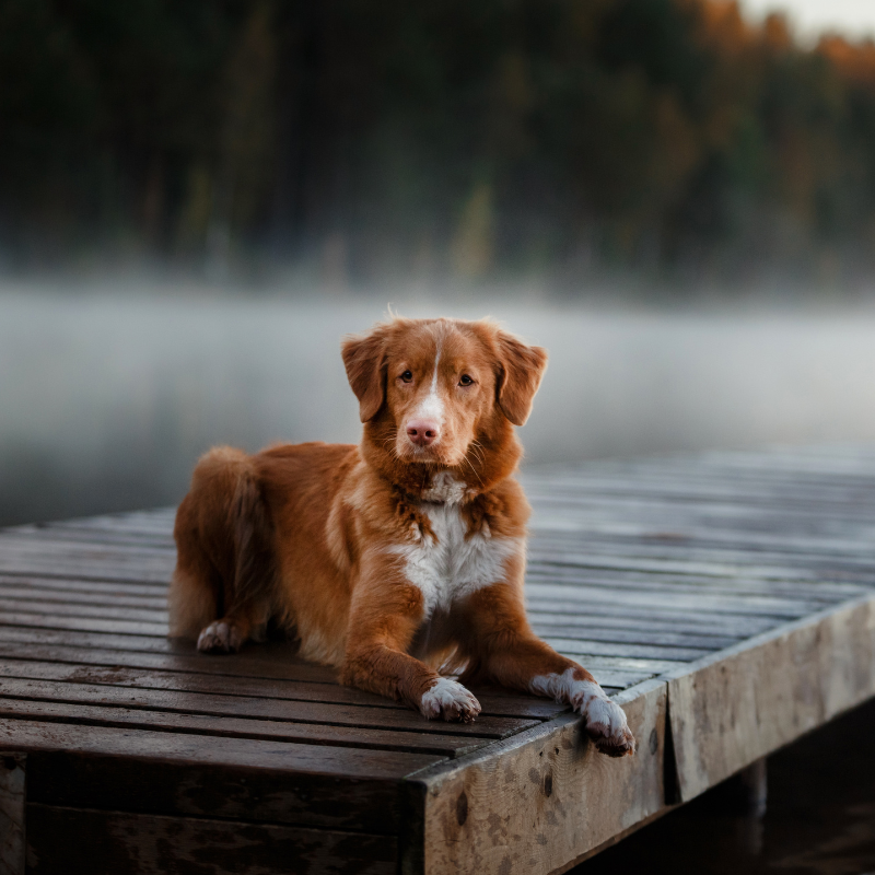 Nova Scotia Duck Tolling- hunderase profilbilde hobbyhund rasedatabase