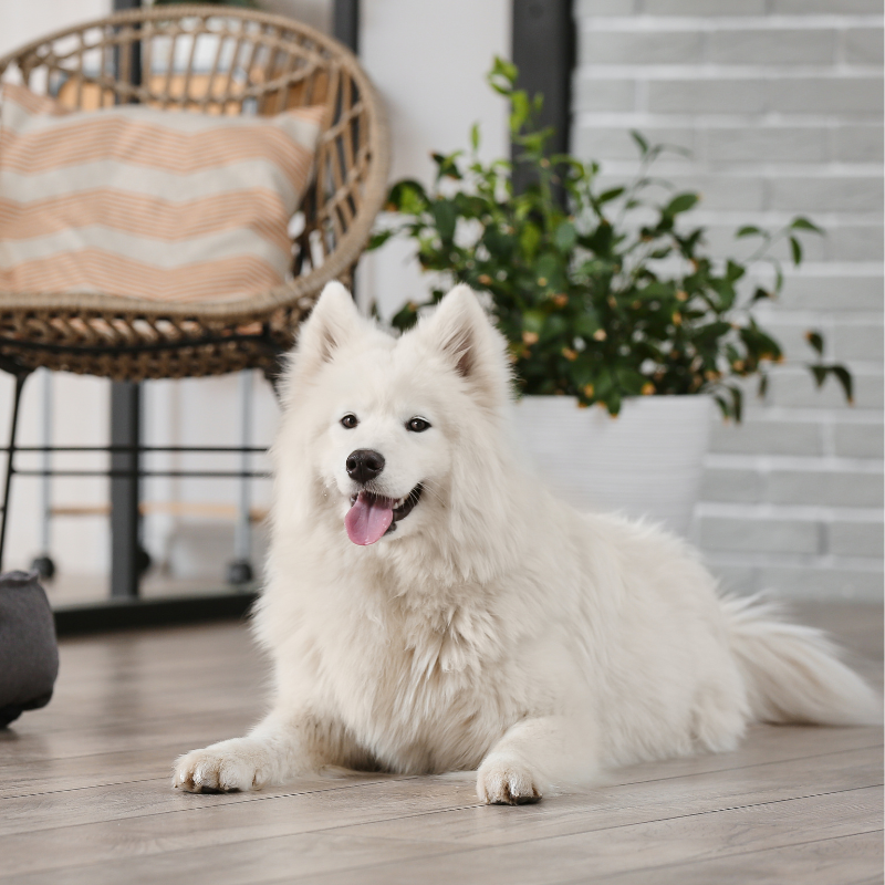 Østsibirsk laika-hunderase profilbilde hobbyhund rasedatabase