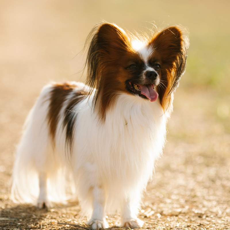 Papillion-hunderase profilbilde hobbyhund rasedatabase