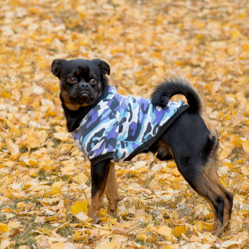 Petit brabancon-hunderase profilbilde hobbyhund rasedatabase