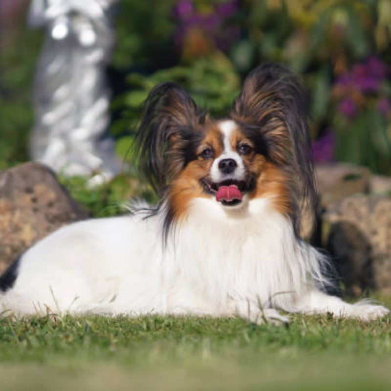 Phalene-hunderase profilbilde hobbyhund rasedatabase