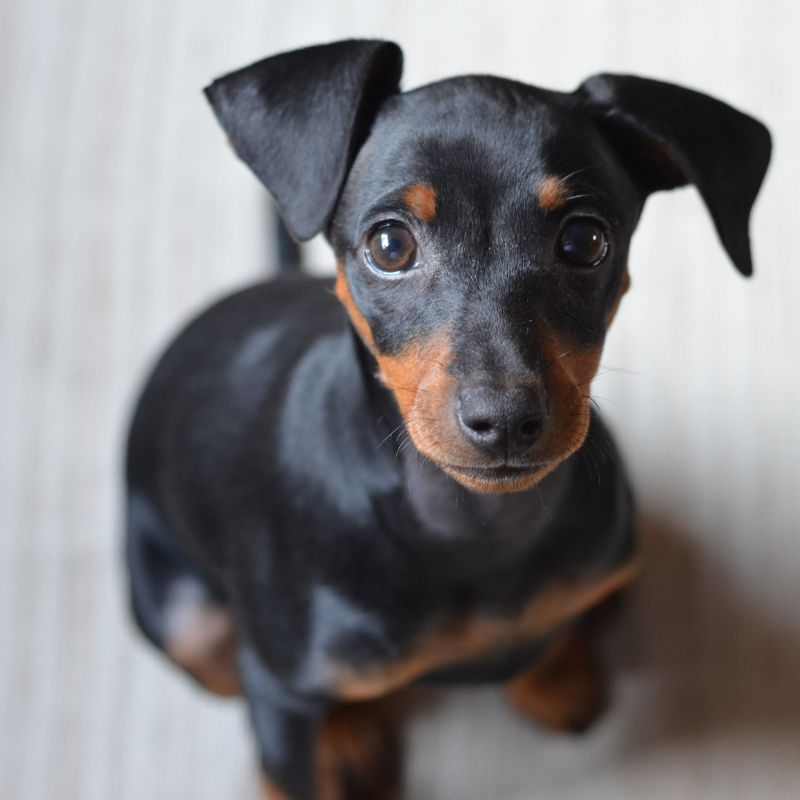 Pinscher-hunderase profilbilde hobbyhund rasedatabase