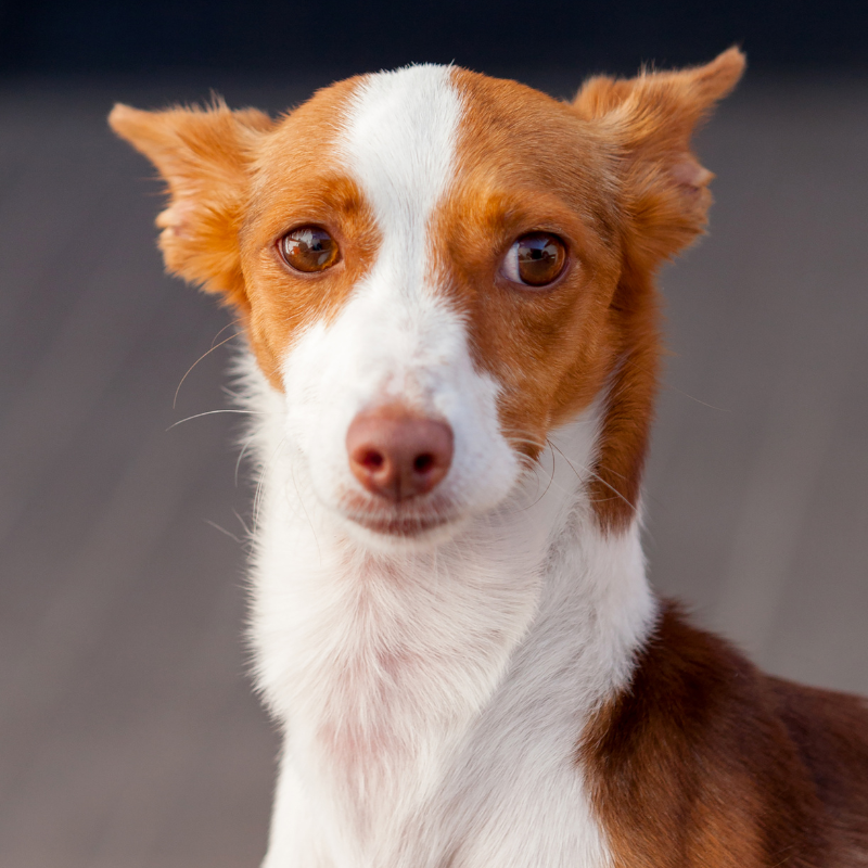 Podengo portuges liten glatthåret-hunderase profilbilde hobbyhund rasedatabase