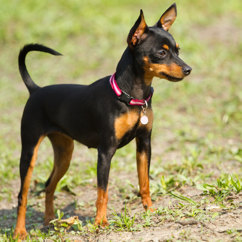 Prazsky krysarik-hunderase profilbilde hobbyhund rasedatabase