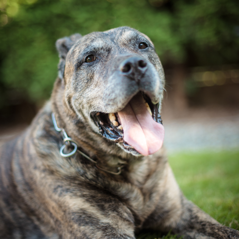 Presa Canario- hunderase profilbilde hobbyhund rasedatabase