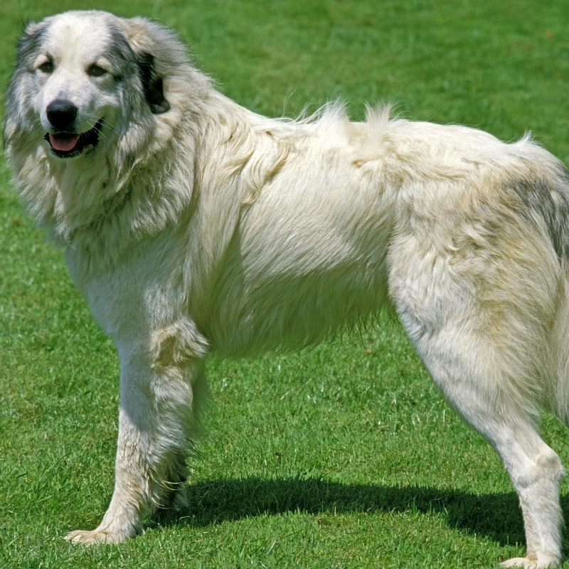 Pyreneerhund-hunderase profilbilde hobbyhund rasedatabase