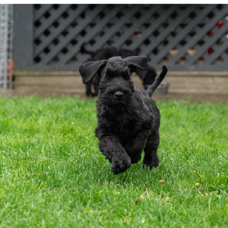 Riesenschnauzer sort-hunderase profilbilde hobbyhund rasedatabase