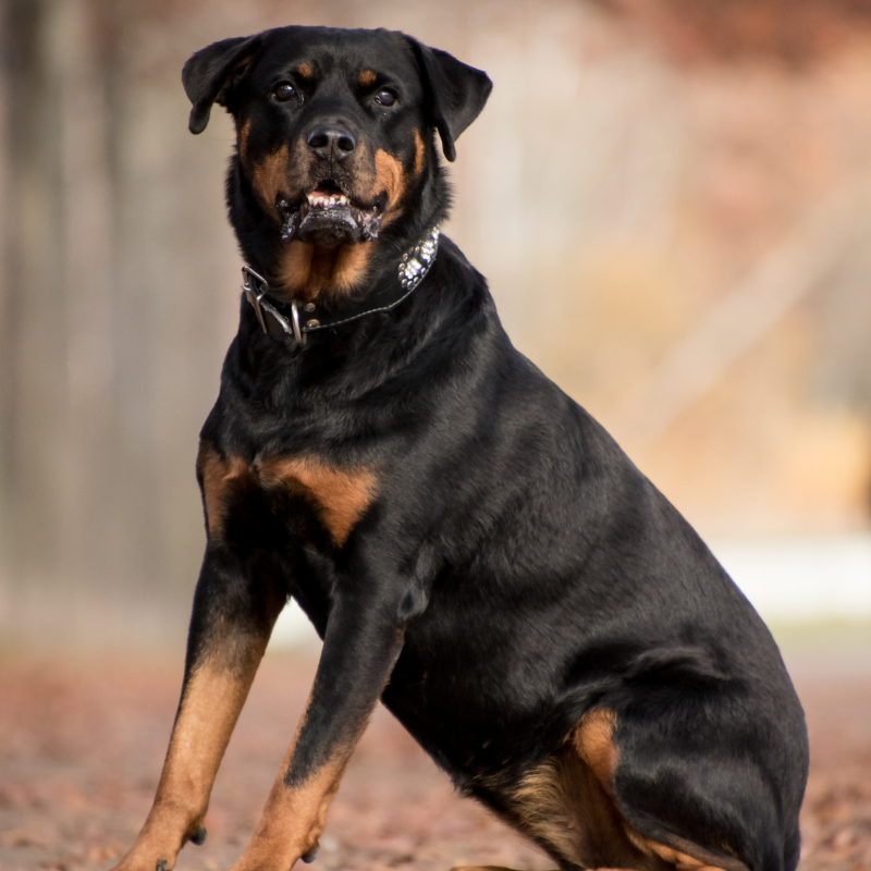 Rottweiler hunderase profilbilde hobbyhund rasedatabase