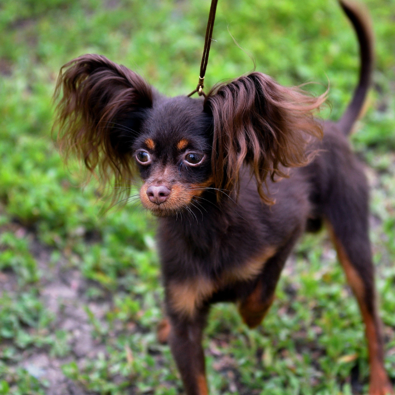 Russian toy langhåret-hunderase profilbilde hobbyhund rasedatabase