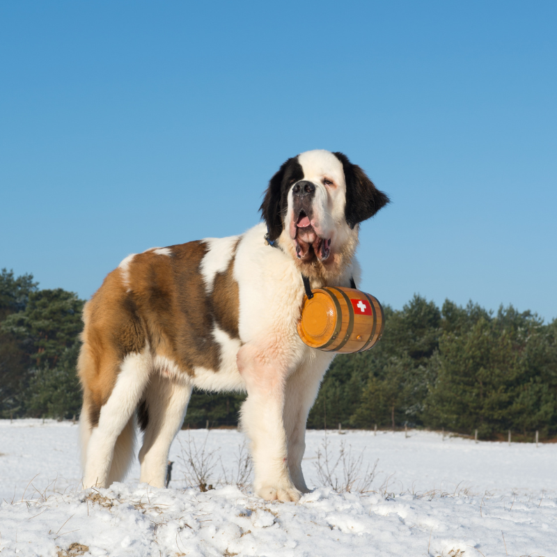 Sankt bernhardshund korthåret-hunderase profilbilde hobbyhund rasedatabase