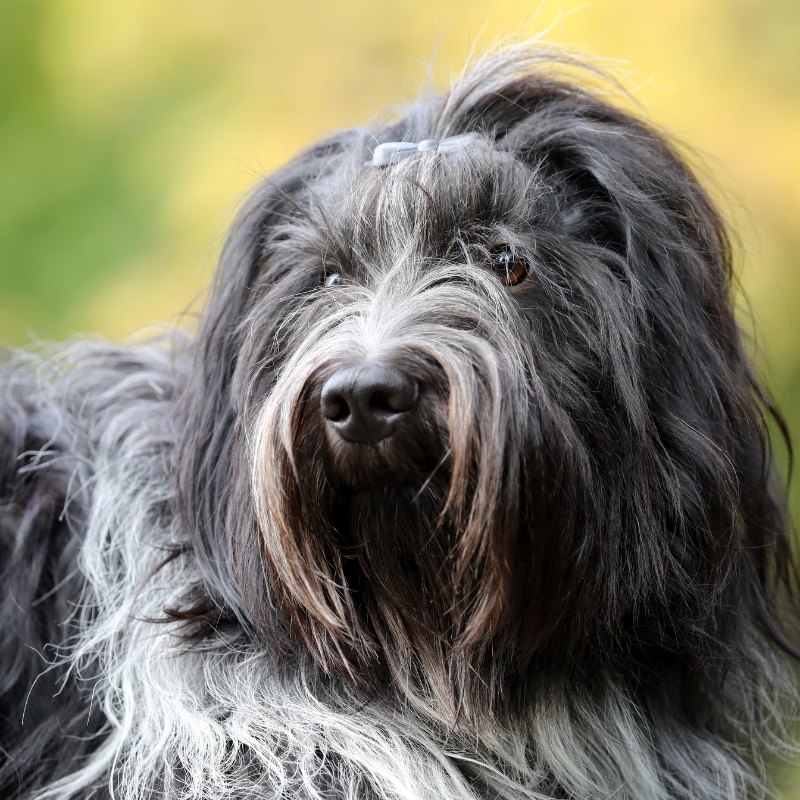 Schapendoes-hunderase profilbilde hobbyhund rasedatabase
