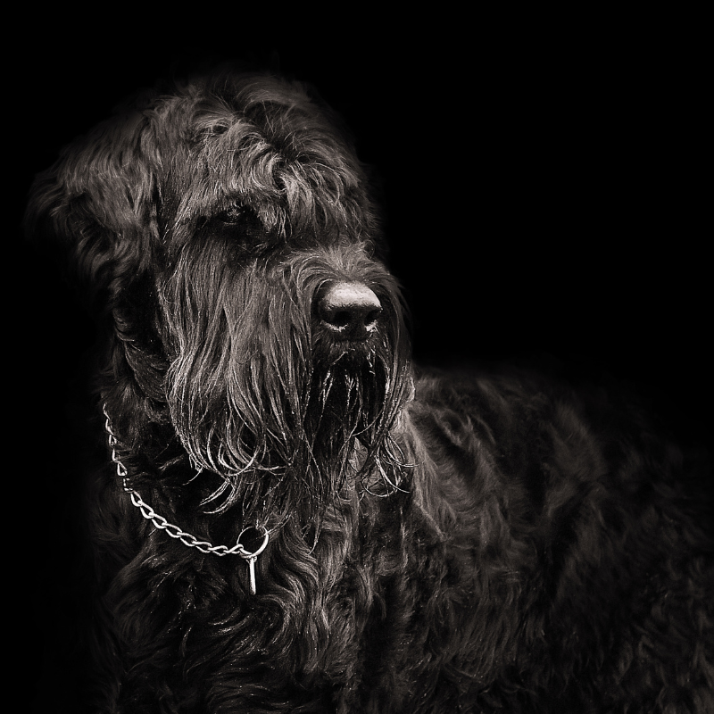 Schnauzer sort-hunderase profilbilde hobbyhund rasedatabase