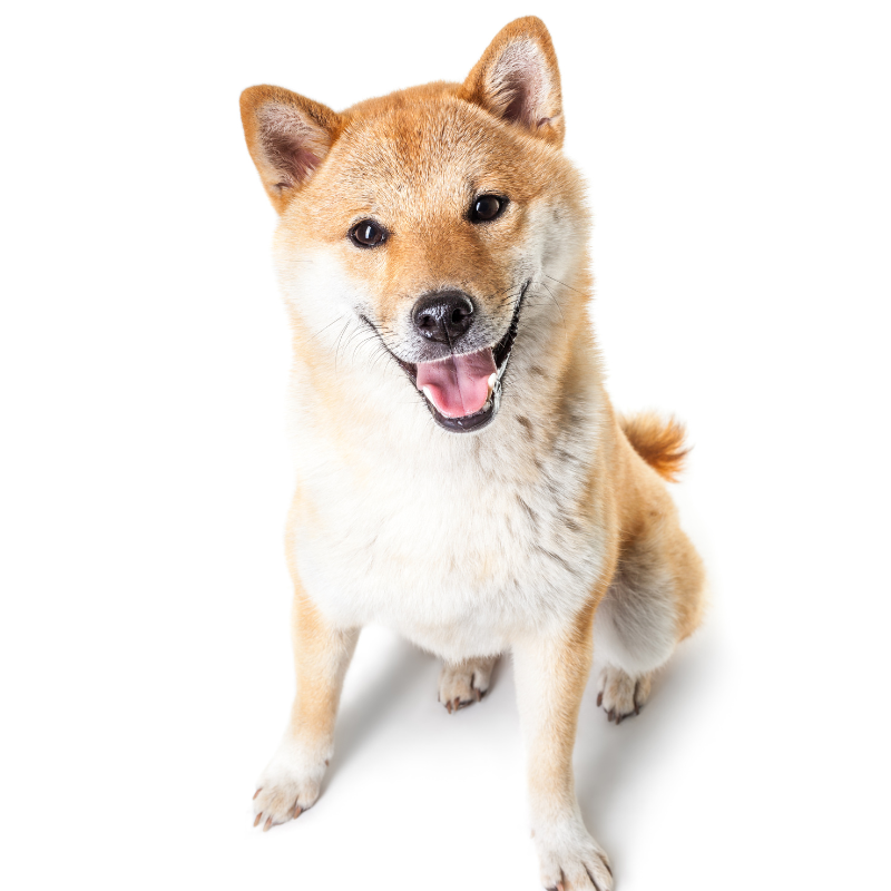 Shiba-hunderase profilbilde hobbyhund rasedatabase